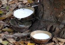 Giá cao su hôm nay 3/4 bật tăng trên toàn cầu