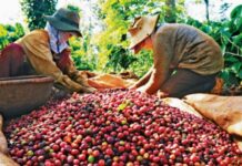 Giá cà phê hôm nay 18/6: Thế giới tăng mạnh, hồ tiêu giảm