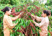 Giá cà phê 14/4: Tăng nhẹ khi tồn kho xuống thấp