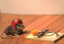 Cảnh báo tình trạng mạo danh VSD lừa đảo