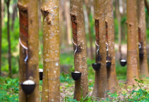 Giá cao su 8/10: Nhật Bản tăng trở lại sau 6 phiên giảm