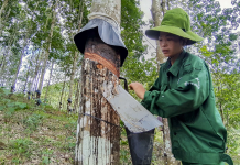 Giá cao su 20/10: Châu Á đồng loạt giảm