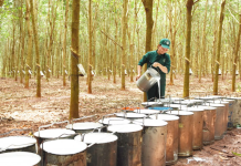 Giá cao su 21/10: Kỳ hạn tại các thị trường chính tiếp đà giảm