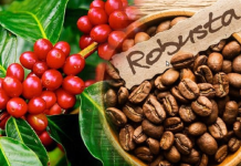 Giá cà phê 21/10: Duy trì ở mức 114.300 đồng/kg