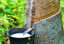 Giá cao su 24/10: Thế giới tăng giảm trái chiều, trong nước đi ngang