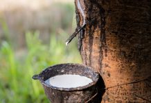 Thị trường cao su 27/10: giá quốc tế bật lên, trong nước ổn định