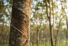 Giá cao su 31/10: Thái Lan và Nhật Bản đảo chiều giảm