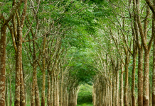 Giá cao su châu Á đồng loạt khởi sắc trong phiên 23/10