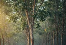 Giá cao su 22/10: Thế giới biến động trái chiều, trong nước ổn định