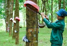 Giá cao su 28/10: Thế giới tiếp đà tăng, trong nước duy trì ổn định