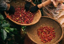 Giá cà phê 28/10 giảm sốc: Bán tháo vì lo ngại thuế đối ứng Mỹ