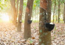 Giá cao su hôm nay (30/10): Thế giới neo cao, thị trường trong nước chững lại