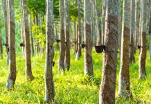 Giá cao su thế giới ngày 29/10: Xu hướng trái chiều phản ánh tâm lý thị trường