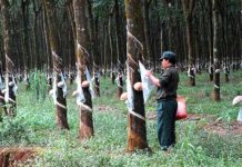 Giá cao su hôm nay 19/11: Nhật Bản đi lên, Việt Nam ổn định