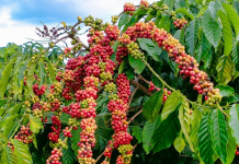 Giá cà phê 7/11: Trong nước phục hồi, thế giới biến động trái chiều