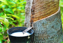 Giá cao su 21/11: Giá trong nước bình ổn, thế giới tiếp tục tăng