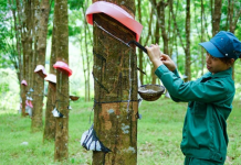 Giá cao su kỳ hạn ngày 25/11 tiếp tục khởi sắc