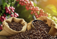 Giá cà phê của 13/11: Trong nước và thế giới đồng loạt giảm mạnh