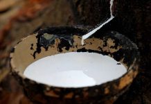 Giá cao su 12/11: Tăng đồng loạt tại châu Á, trong nước ổn định