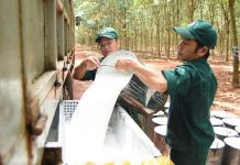 Giá cao su 26/11: Giá trong nước tăng mạnh, Trung Quốc giảm