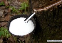 Giá cao su hôm nay 3/11: Ổn định trong nước, giảm nhẹ tại châu Á