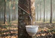 Giá cao su hôm nay 27/11: Thế giới giảm, trong nước bình ổn