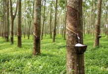 Giá cao su 14/11: Thế giới đồng loạt tăng, trong nước ổn định