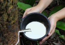 Giá cao su hôm nay 29/12: Trung Quốc chịu áp lực tồn kho