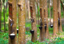 Giá cao su 12/12: Thế giới tăng mạnh, trong nước giữ ổn định