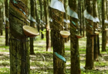 Giá cao su hôm nay 31/12: Nhật Bản tăng phiên thứ 7