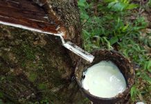 Giá cao su hôm nay 22/12: Thị trường thế giới biến động mạnh