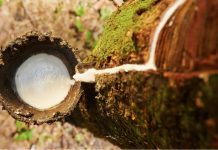 Giá cao su hôm nay 17/12: Thế giới giảm sâu, trong nước giữ giá