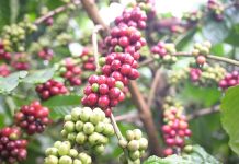 Giá cà phê hôm nay 3/12: Xu hướng giảm kéo dài tại Tây Nguyên