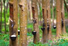 Giá cao su hôm nay 3/12: Thị trường châu Á trái chiều