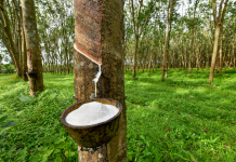 Giá cao su hôm nay 15/1: Thế giới tăng, Trong nước ổn định