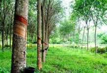 Giá cao su hôm nay 21/1: Thế giới giảm, trong nước ổn định