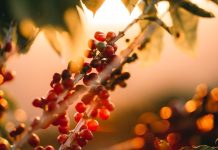 Giá cà phê hôm nay 5/1/2026: Thị trường duy trì đà phục hồi