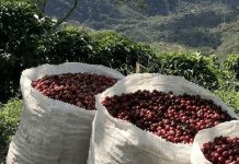 Giá cà phê trong nước 20/1/2026: Ổn định quanh 99.000 đồng/kg