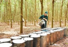 Giá cao su hôm nay 29/1: Nhật Bản giảm sâu, thị trường trong nước đi ngang