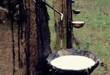 Giá cao su hôm nay 22/1 lao dốc trên các sàn quốc tế