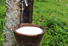 Giá cao su 19/1: Thị trường thế giới đồng loạt điều chỉnh giảm