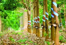 Giá Cao Su Hôm Nay 20/1: Thị Trường Thế Giới Giảm Nhẹ, Trong Nước Ổn Định