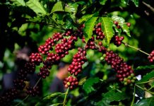 Giá cà phê 19/3 tăng, giá tiêu ổn định