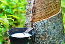 Giá cao su hôm nay 18/3 hồi phục tại Nhật Bản, Thái Lan nhờ giá dầu tăng