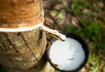 Giá cao su hôm nay 19/3: châu á biến động trái chiều