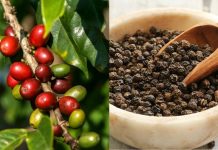 Giá cà phê hôm nay 13/3 giảm mạnh, giá hồ tiêu đồng loạt lao dốc