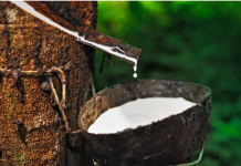 Giá cao su 23/4: Biến động trái chiều, áp lực từ giá dầu và tồn kho