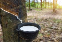 Giá cao su 24/4: Bật tăng ở châu Á, nội địa vẫn im ắng