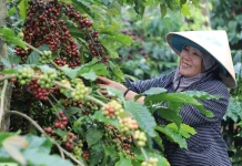 Giá cà phê hôm nay 28/4: Tăng 2 tuần liên tiếp, thế giới bật mạnh