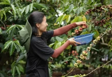 Giá cà phê 8/5: Robusta tăng phiên thứ hai, giá nội địa leo cao